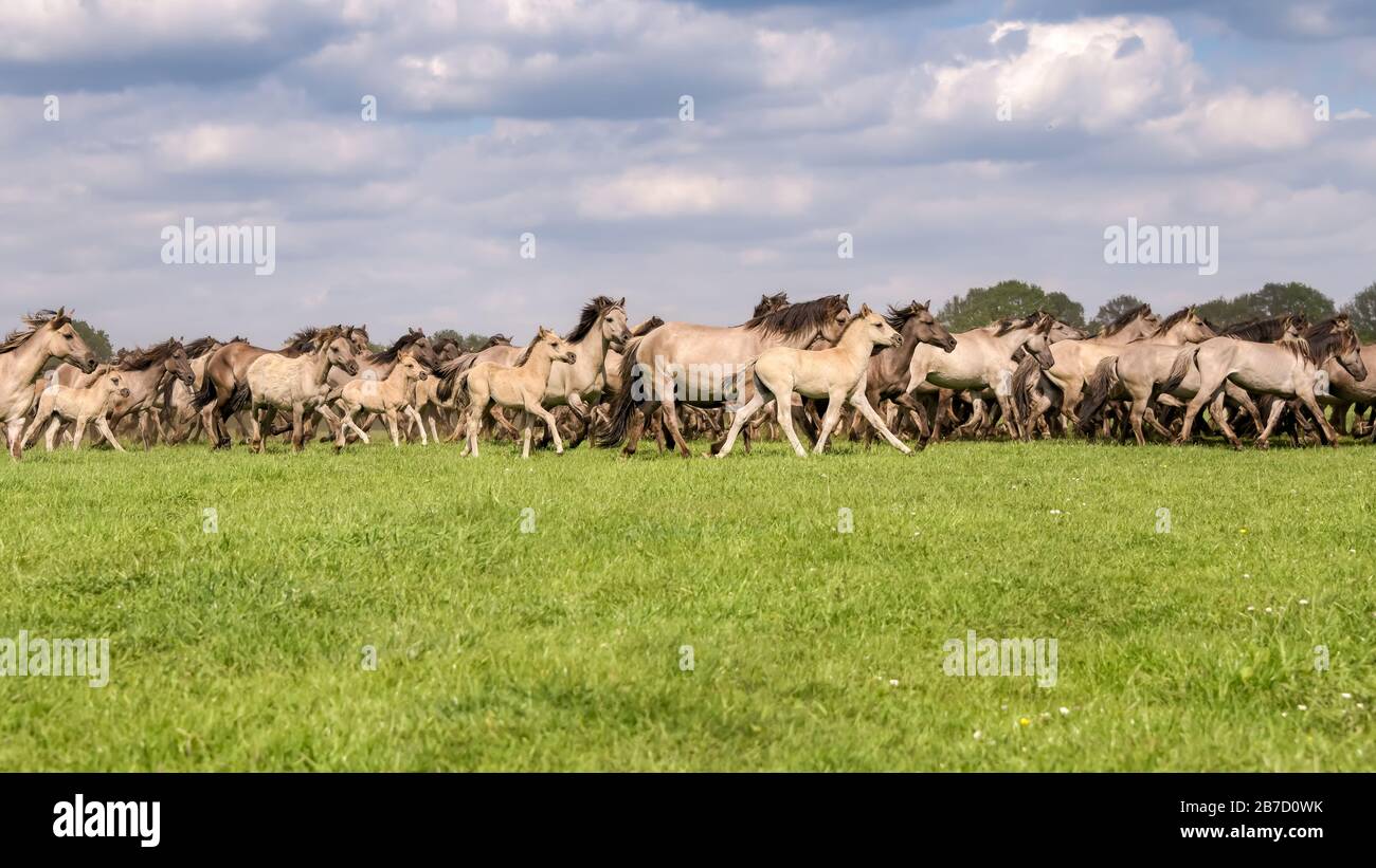 Dülmen Ponys mit Fohlen, die im Galopp laufen, diese heimische Pferderasse lebt wild im Merfelder Bruch Dülmen Münsterland, NRW, Deutschland Stockfoto