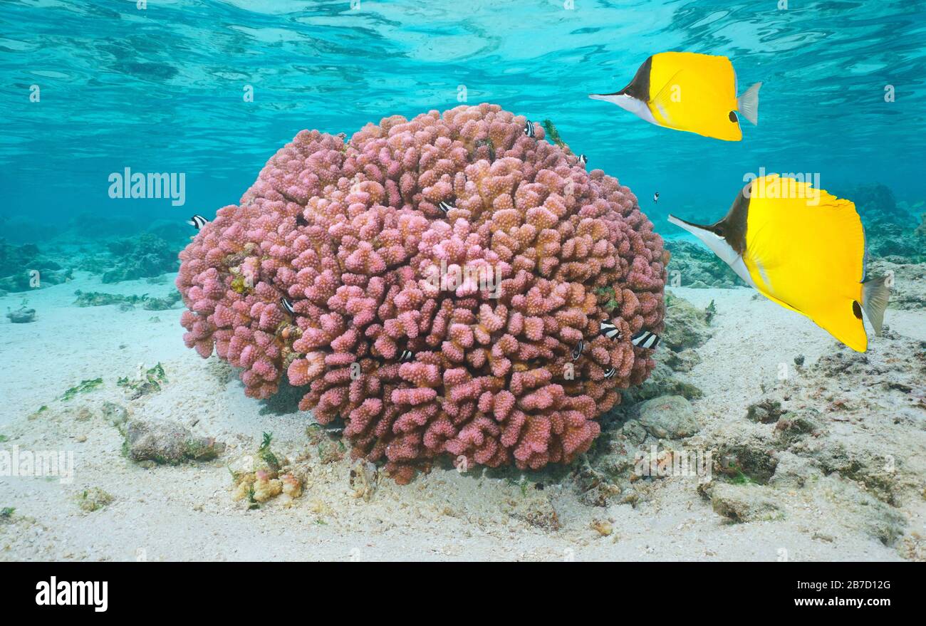 Bunte Unterwasserkoralle mit tropischen Fischen im Flachwasser, Pazifischer Ozean, Französisch-Polynesien Stockfoto