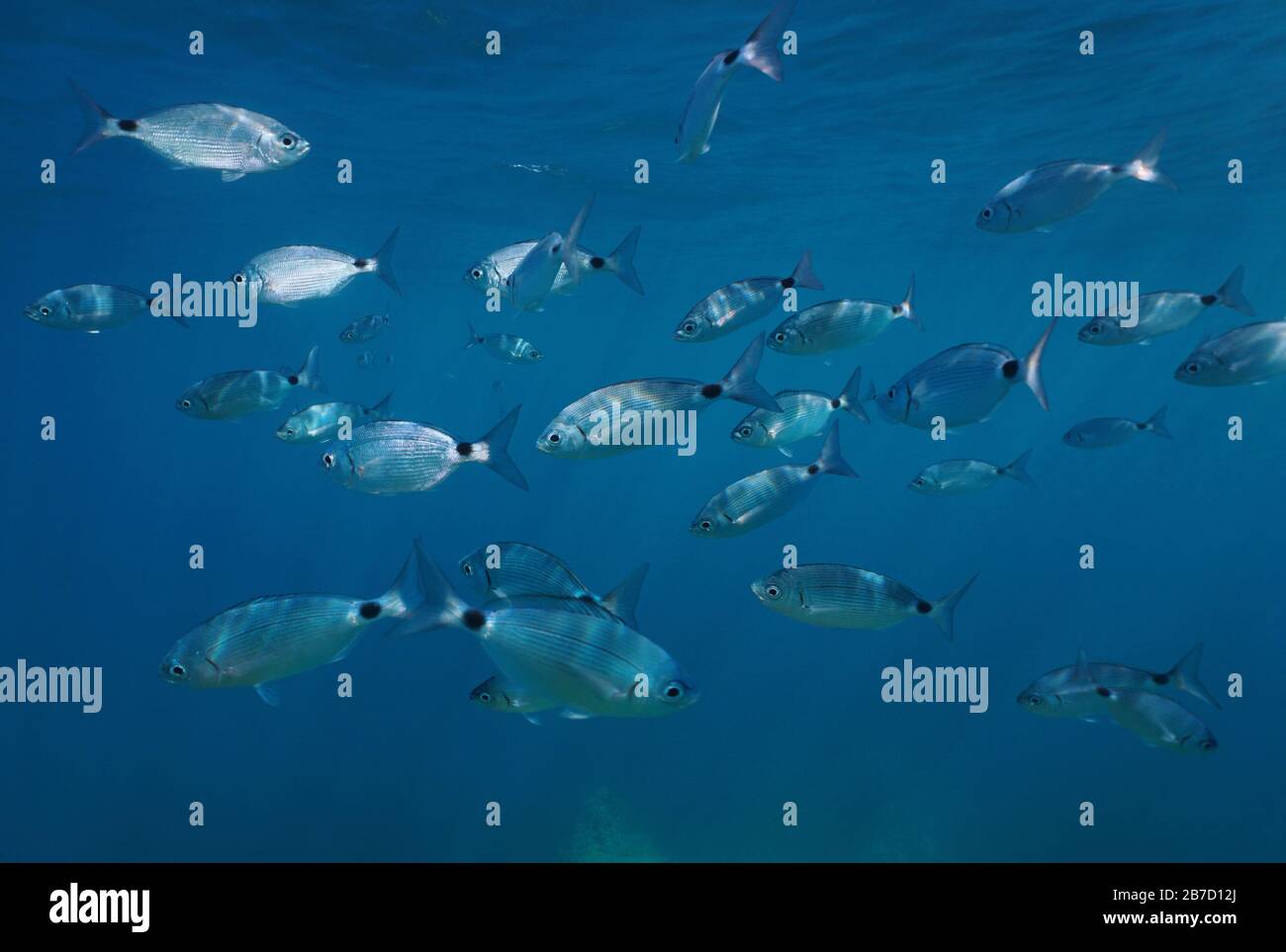 Shoal von Fischen unter Wasser im Mittelmeer, gesattelter Seerüm, Spanien Stockfoto