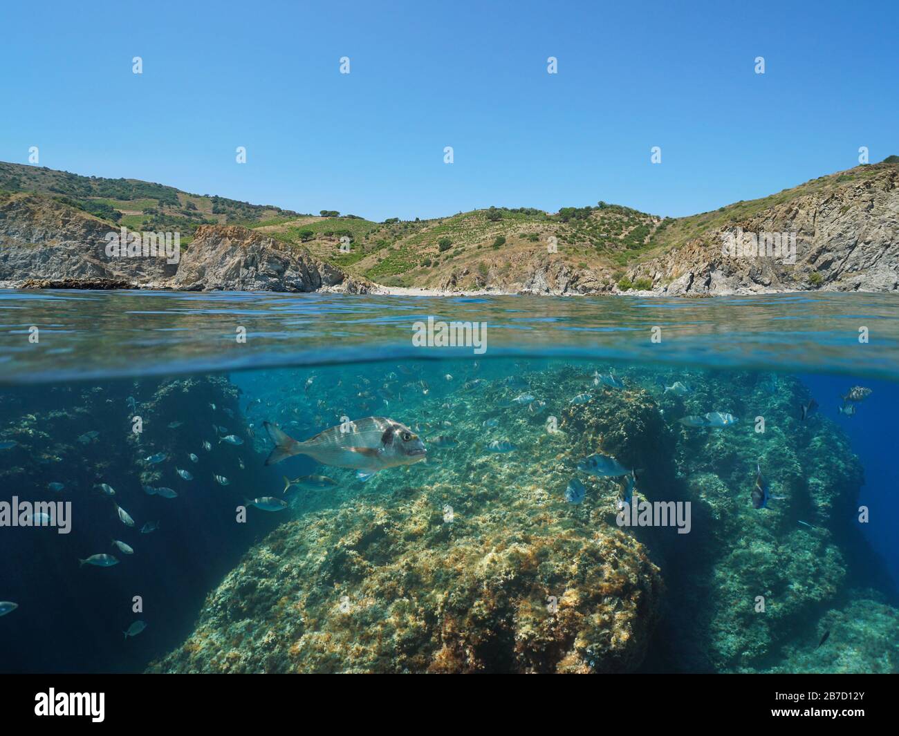 Mittelmeer, Fisch unter Wasser und felsige Küste im Meeresschutzgebiet von Cerbere Banyuls, geteilter Blick über die Unterwasseroberfläche, Occitanie, Frankreich Stockfoto