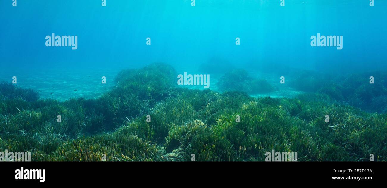 Meeresgrund mit Meeresgrund unter Wasser im Mittelmeer, natürliche Szene Stockfoto