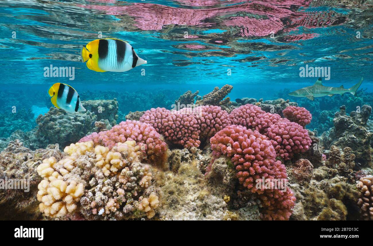 Bunte Unterwasserkoralle mit tropischen Fischen im Flachwasser, Pazifischer Ozean, Huahine, Französisch-Polynesien Stockfoto