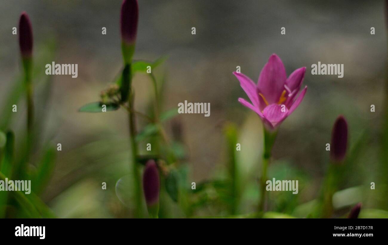 Selektive Fokussierung der rosafarbenen Zephyranthes Lily .pink Regenlilie Frühlingsblumen auf verschwommenem Naturbokeh-Hintergrund. Stockfoto