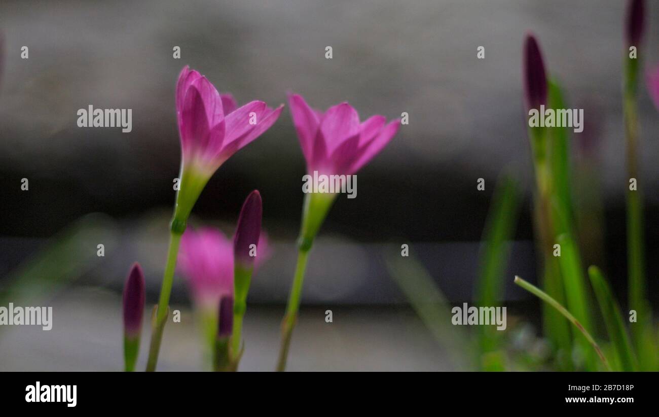 Selektive Fokussierung der rosafarbenen Zephyranthes Lily .pink Regenlilie Frühlingsblumen auf verschwommenem Naturbokeh-Hintergrund. Stockfoto