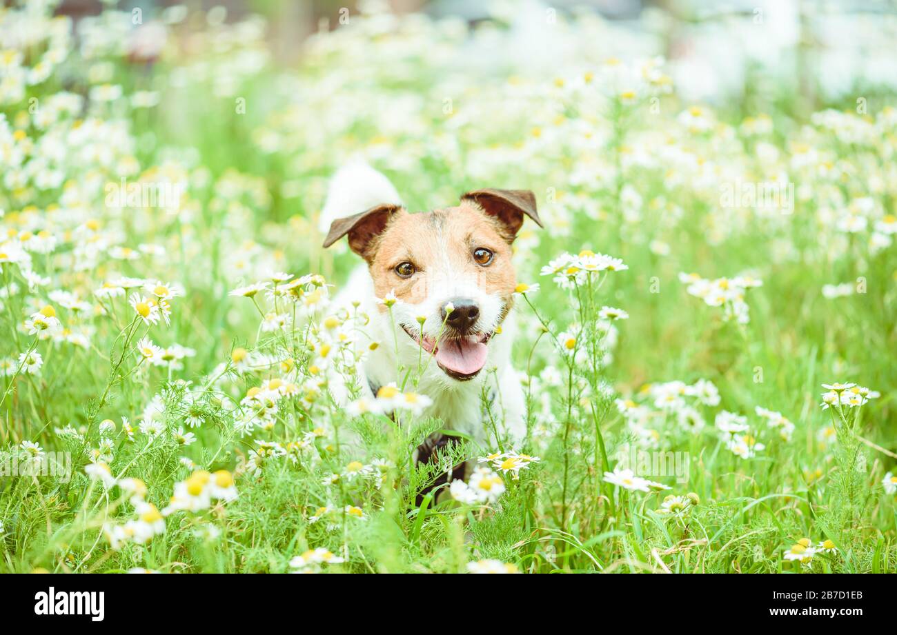 Hund unter den Gänseblümchen am sonnigen Frühlingstag sicher gehen Stockfoto