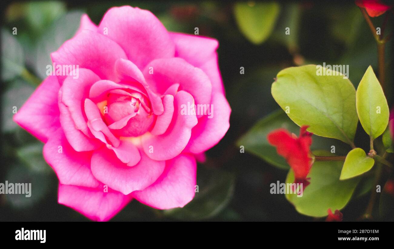 Nahaufnahme Rosenblüten rosa blüht. Die Bilder der perfekten rosafarbenen Rose. Rosenblätter Schließen Blumen. Valentinstag. Stockfoto