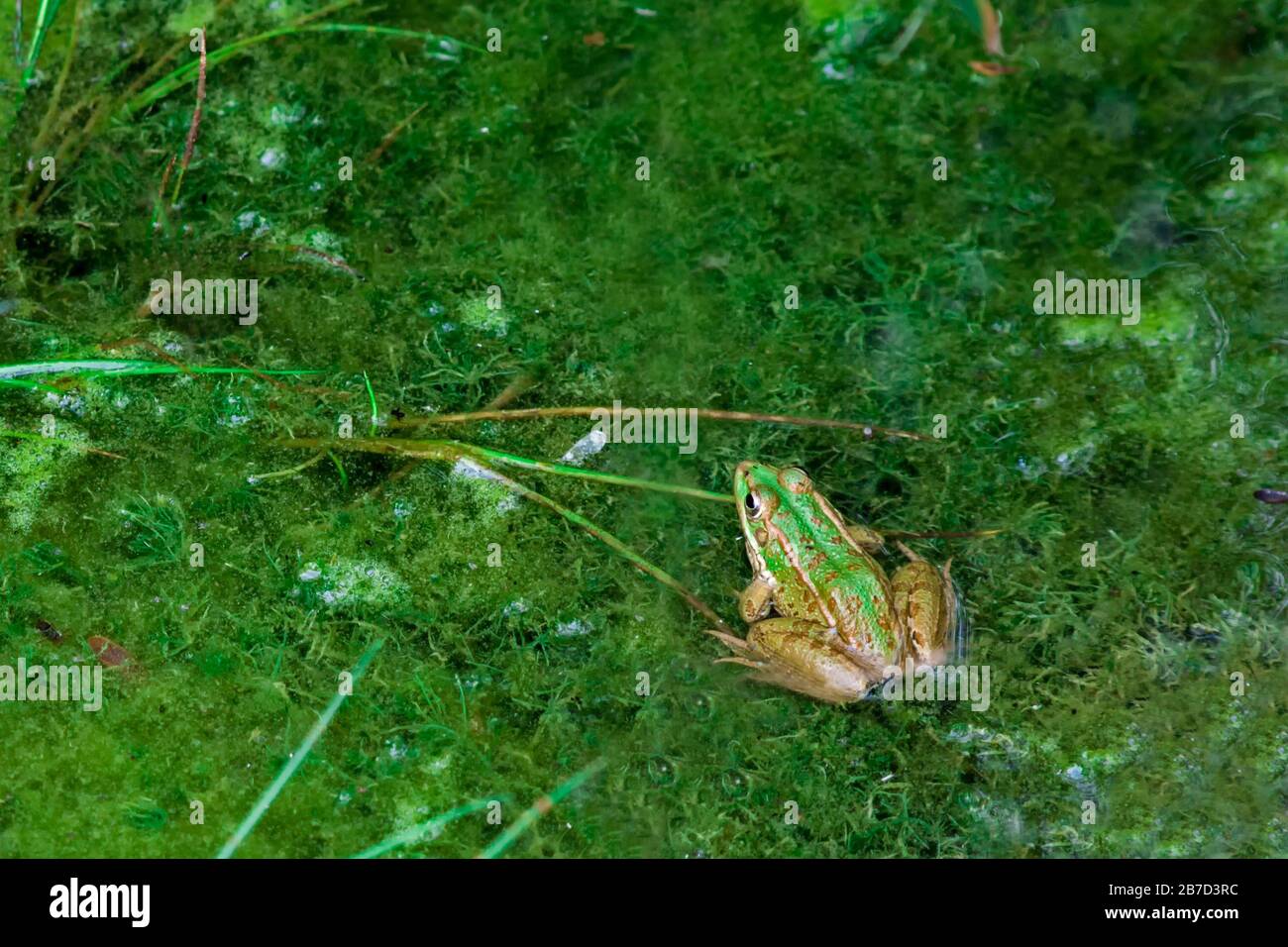 Gemeiner regenfrosch Fotos und Bildmaterial in hoher Auflösung Alamy