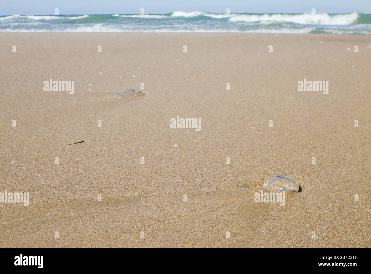 Quallen auf dem Sand am Strand mit Wellen Stockfoto