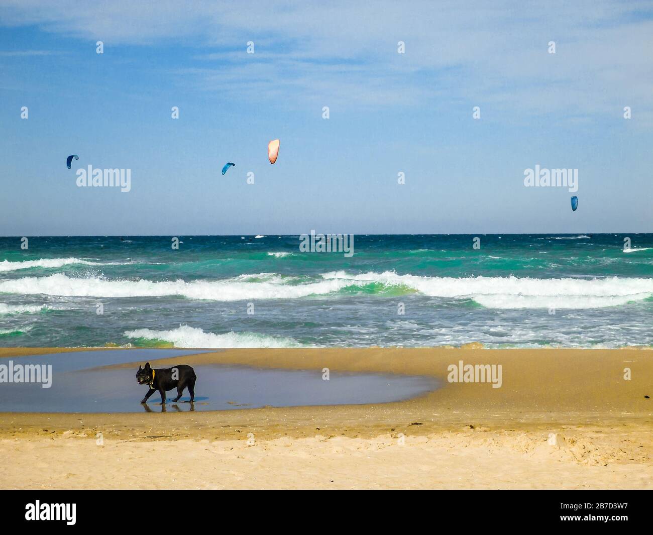 Hund sieht Kite surft am Strand mit blauem Himmel Stockfoto