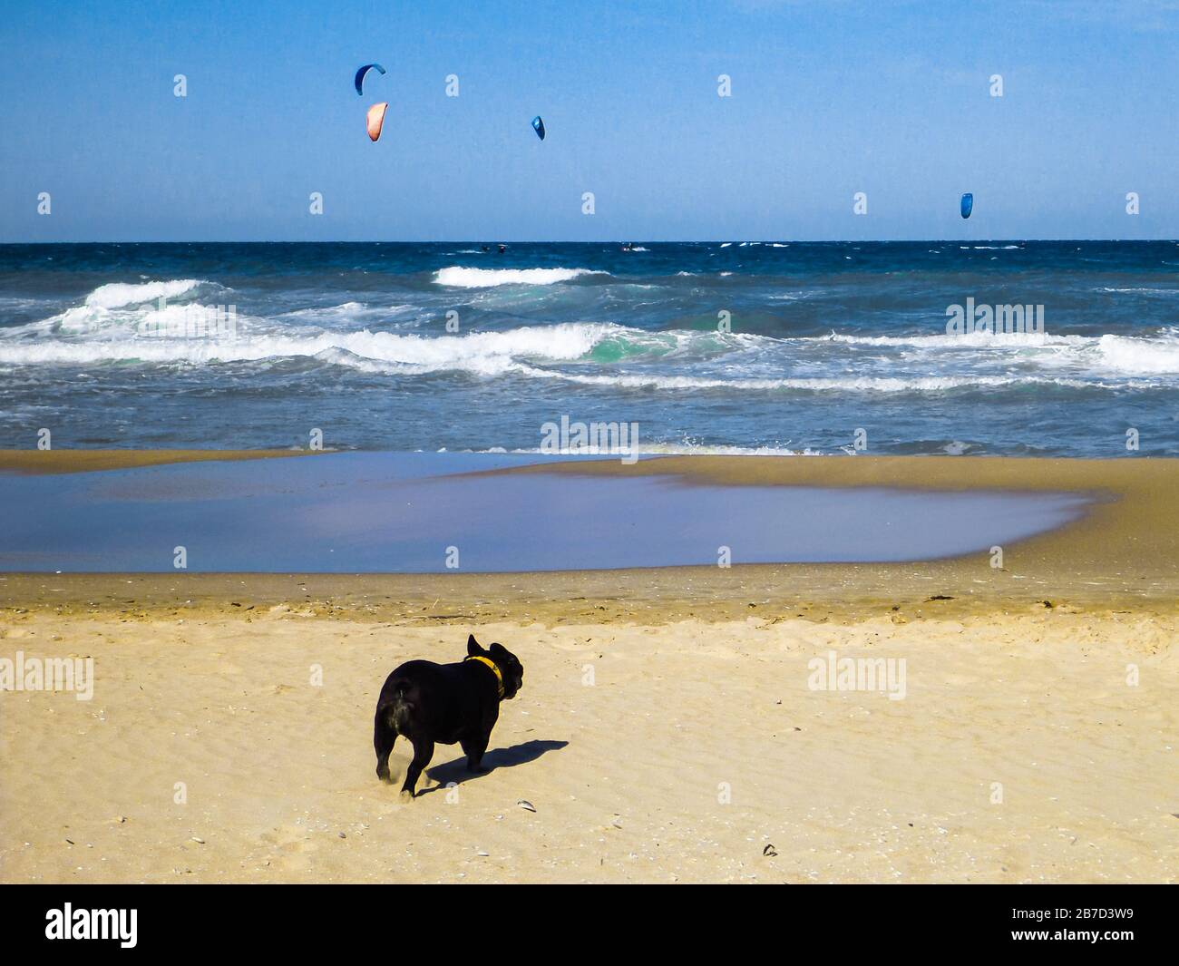 Hund sieht Kite surft am Strand mit blauem Himmel Stockfoto