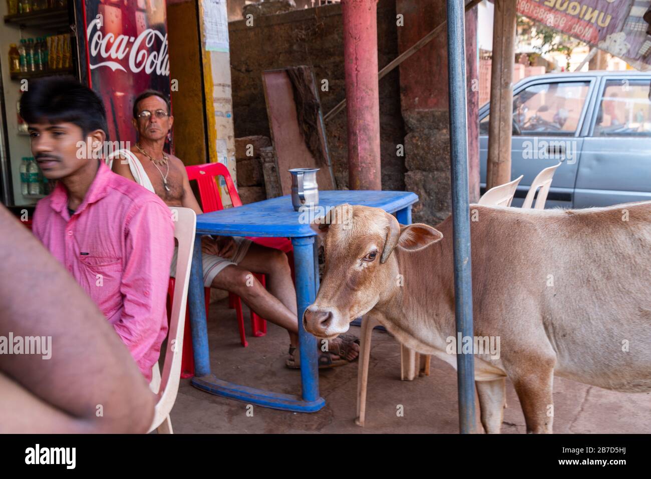 19.02.2019 Gokarna Indien. Kleine Kuh, die nach Essen sucht, in der Nähe des kleinen Straßencafés Stockfoto