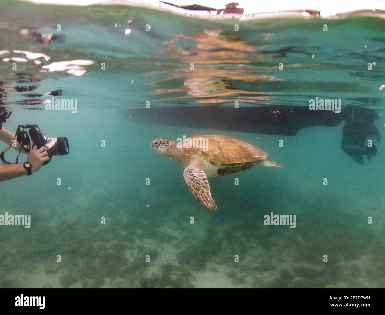 Grüne Schildkröte schwimmt in der Küste von Mauritius, gedreht von Kamerad Stockfoto