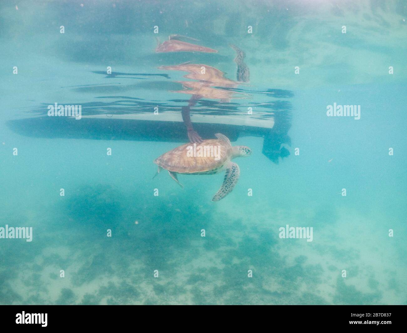 Eine Hand berührt eine grüne Meeresschildkröte, die an der Küste von Mauritius, Afrika schwimmend ist Stockfoto