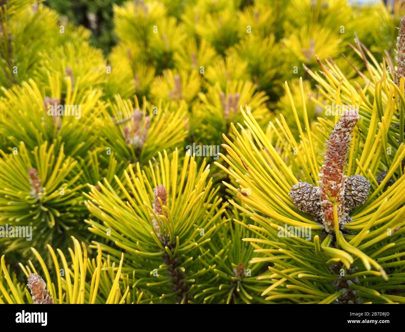 Junge Kiefern-Knospen im Frühjahr. Pinus mugo, Zwergbergkiefer, Mugo-Kiefer. Pinus mugo Wintergold Stockfoto