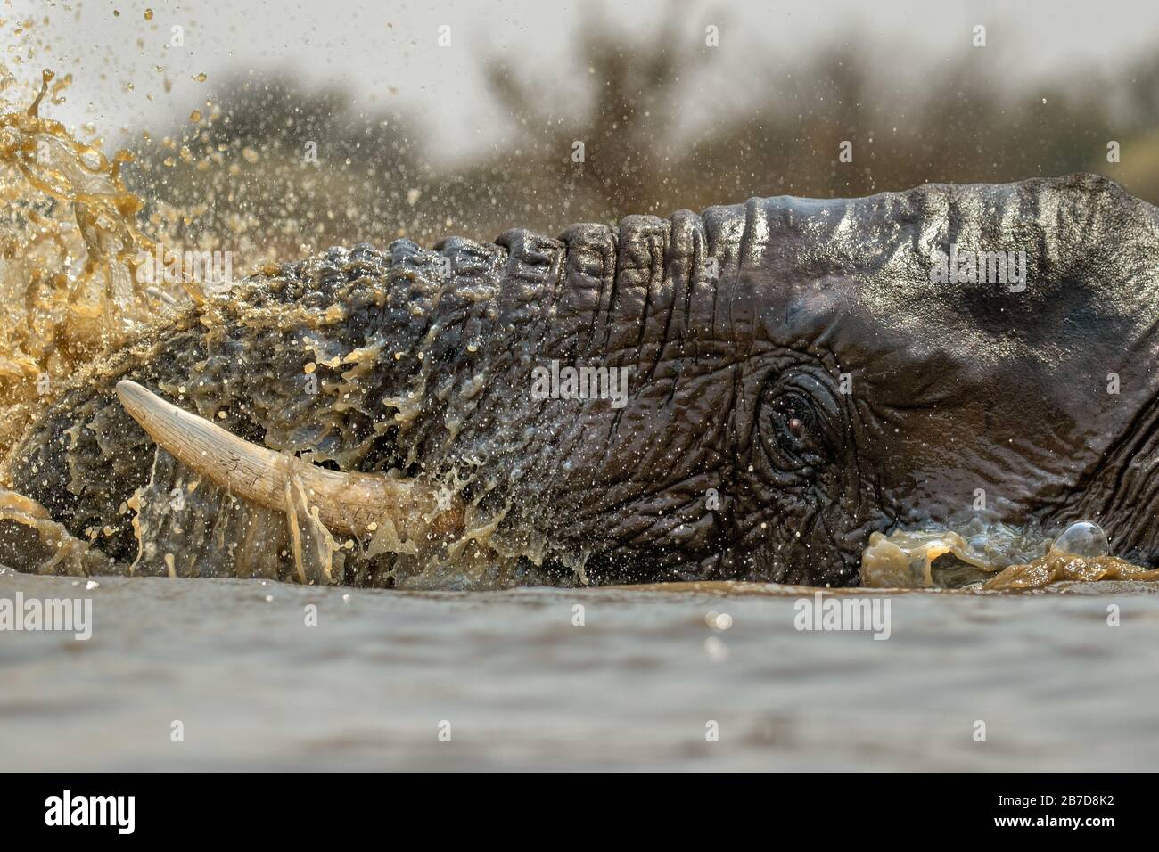 Ein Nahkampfportrait eines schwimmenden Elefanten, spritzt, spielt und trinkt in einem Wasserloch im Madikwe Game Reserve, Südafrika. Stockfoto