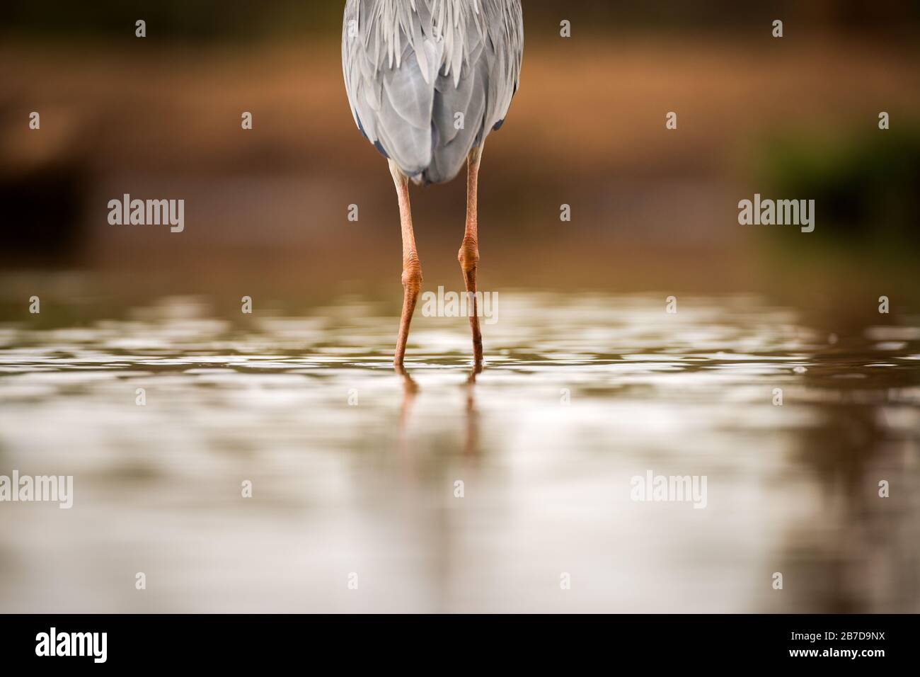 Eine abstrakte Nahaufnahme der Beine eines Grauen Herons, der von hinten in der Madikwe Game Reserve, Südafrika, im Wasser steht. Stockfoto