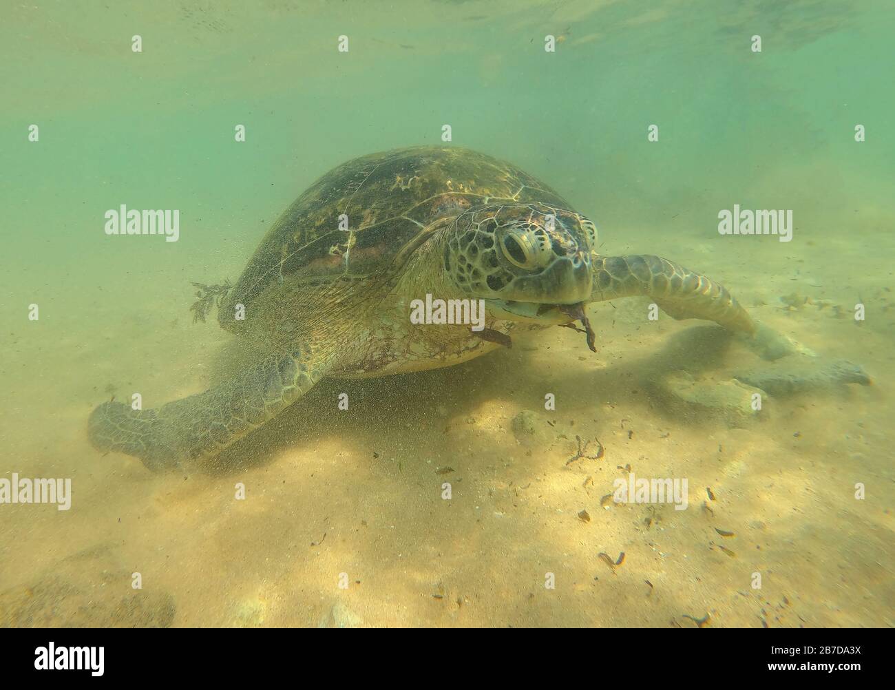 Meeresolivschildkröte kekelig über dem Sandboden. Hikkaduva, Sri Lanka Stockfoto