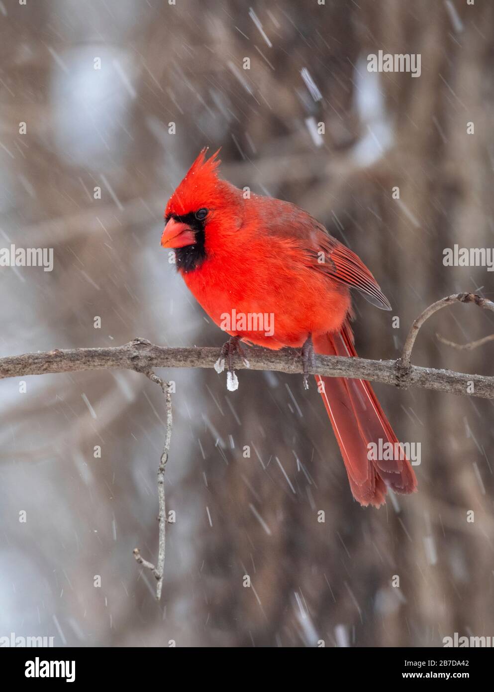 Northern Cardinal (cardinalis cardinalis) männlich unter Schneefall, Iowa, USA. Stockfoto