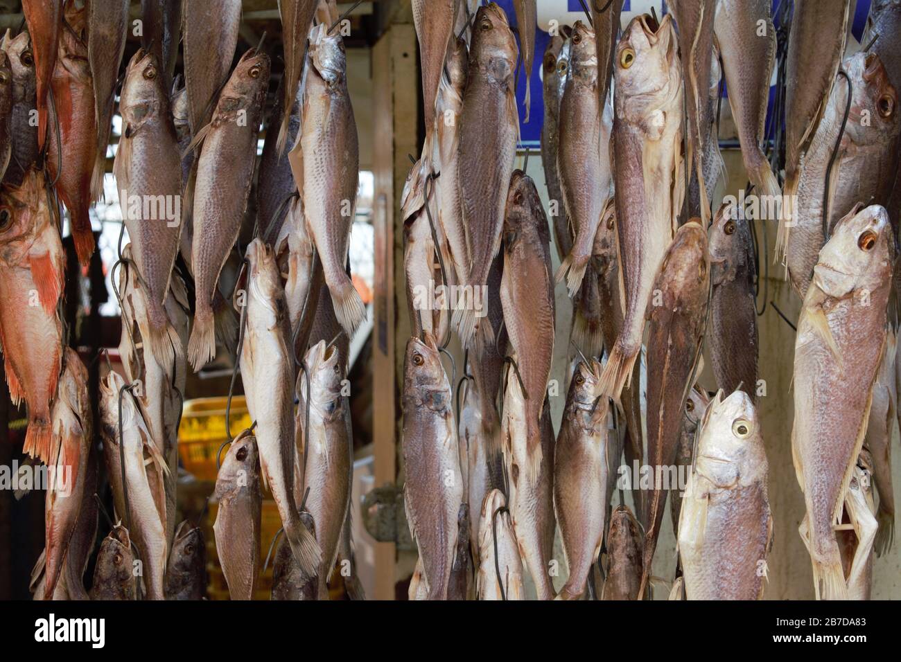 Frischer Fisch am Jagalchi Fish Market, Busan, Korea Stockfoto