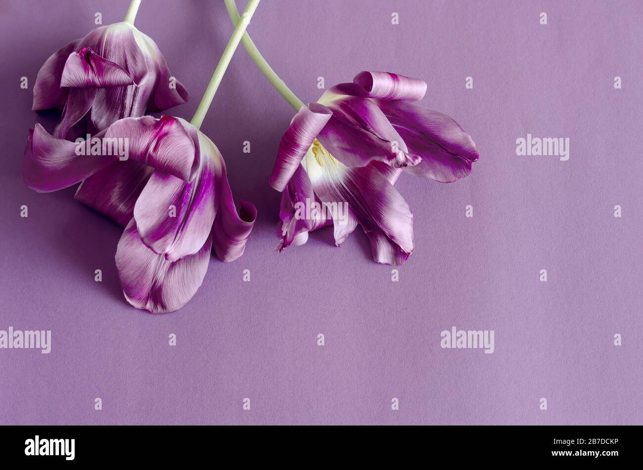 Tulpen auf hellviolettem Hintergrund. Drei zarte Blumen auf einem ruhigen Hintergrund. Freier Speicherplatz für Designer-Text. Ansicht von oben. Selektiver Fokus. Clos Stockfoto
