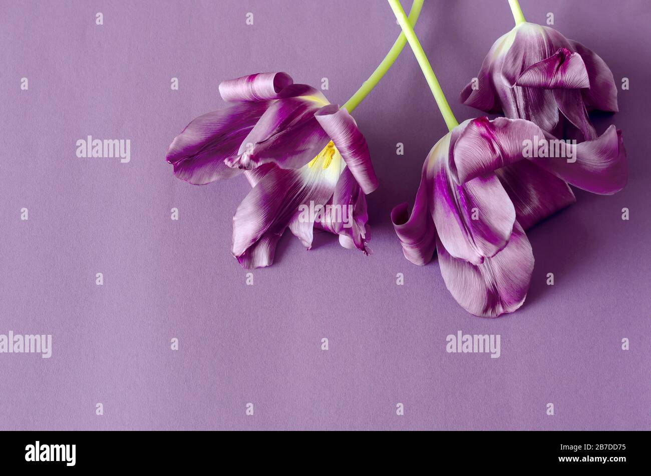 Tulpen auf hellviolettem Hintergrund. Drei zarte Blumen auf einem ruhigen Hintergrund. Freier Speicherplatz für Designer-Text. Ansicht von oben. Selektiver Fokus. Clos Stockfoto