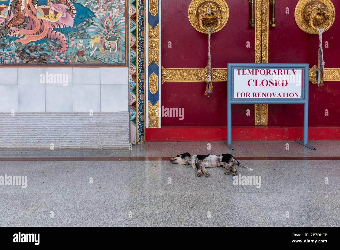 Bylakuppe, Karnataka, Indien - 15. März 2018: Schlafender Hund und vorübergehend wegen Renovierungszeichen im Namdroling-Tibetisch-Kloster geschlossen Stockfoto