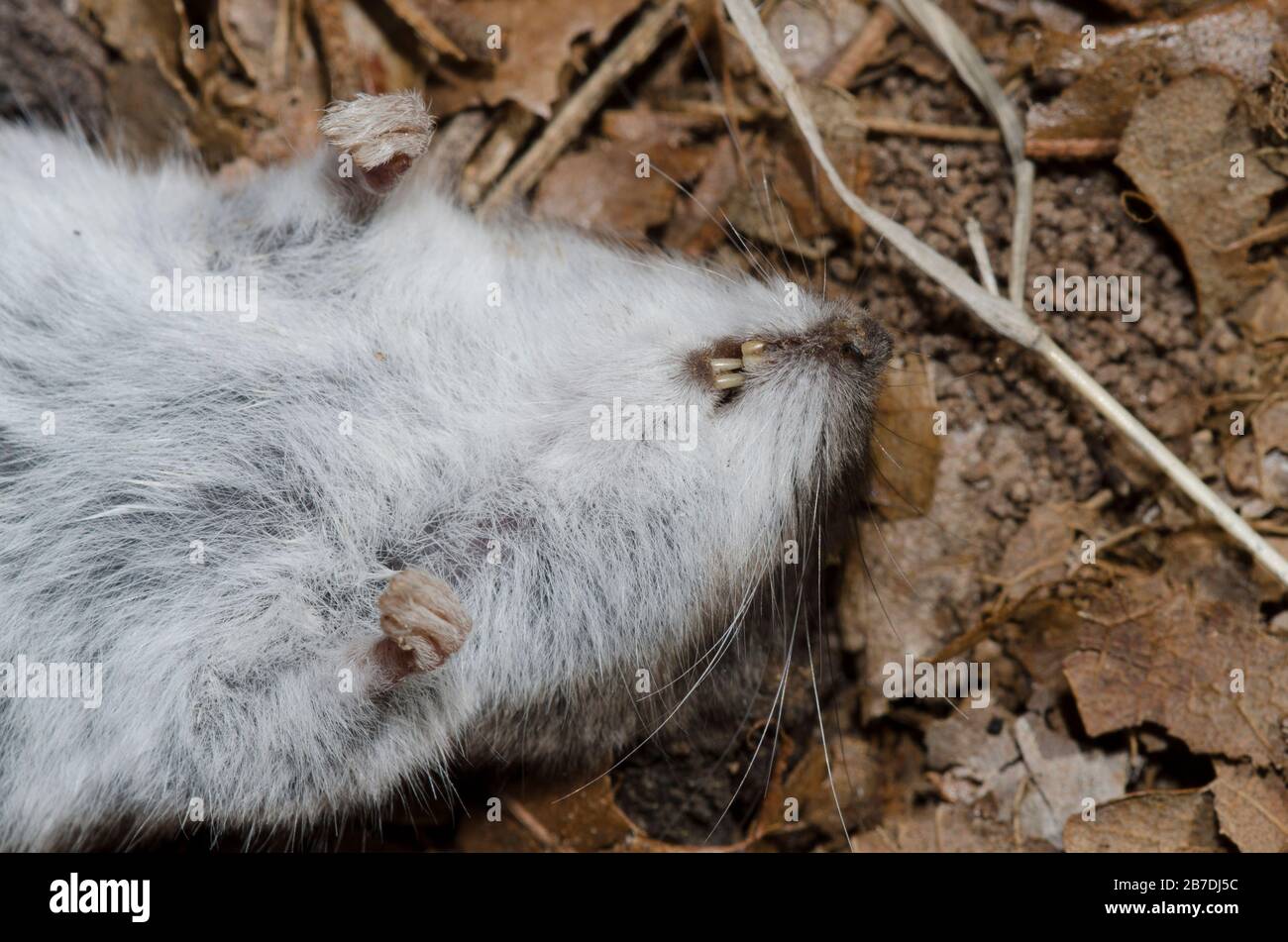 Maus, Ordnung Rodentia, tot auf Waldboden Stockfoto