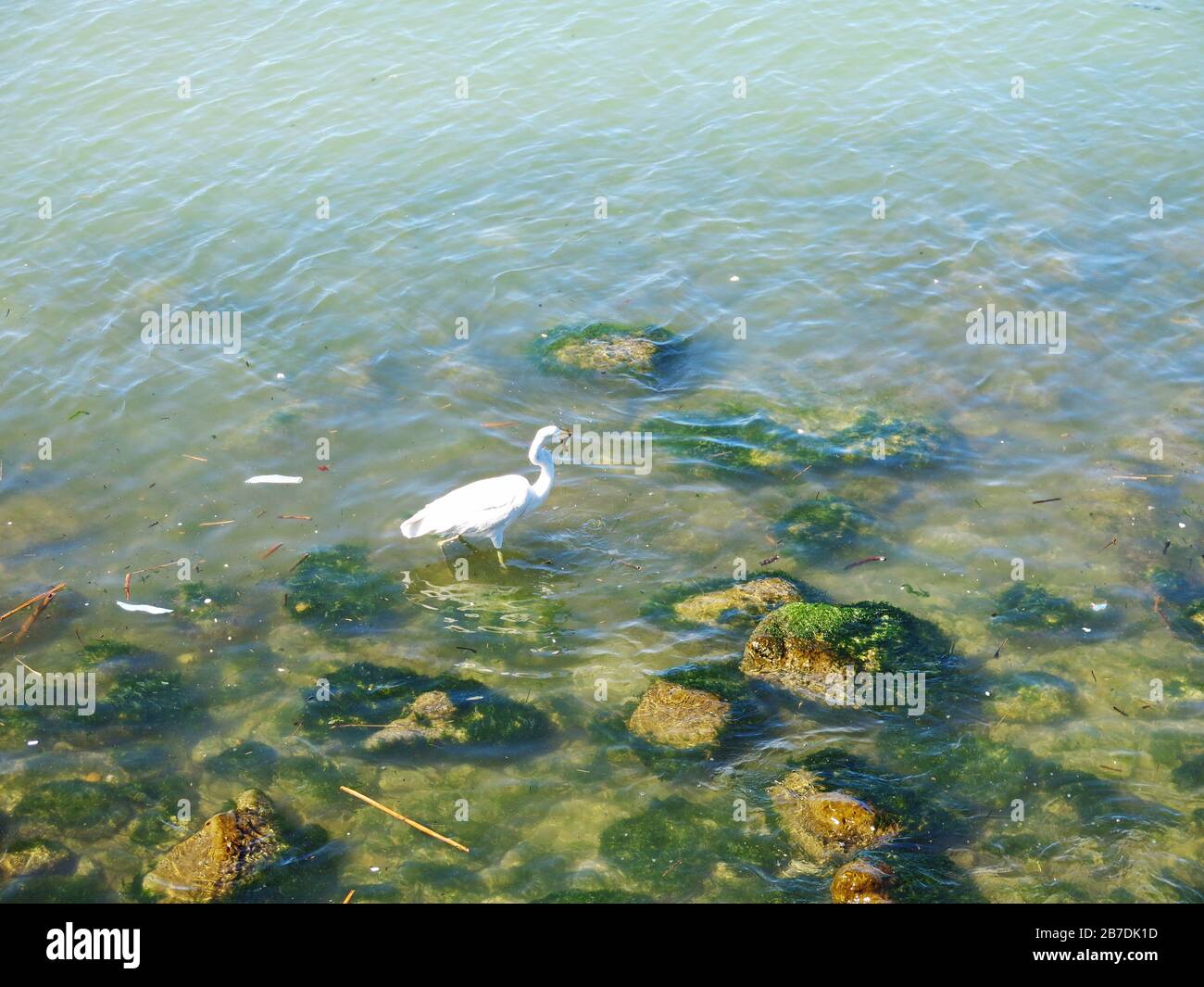 Weiße Heronfischerei, (Bildfolge) an der Giofyros-Flussmünde, Crete, Griechenland. Abbildung 3 Stockfoto