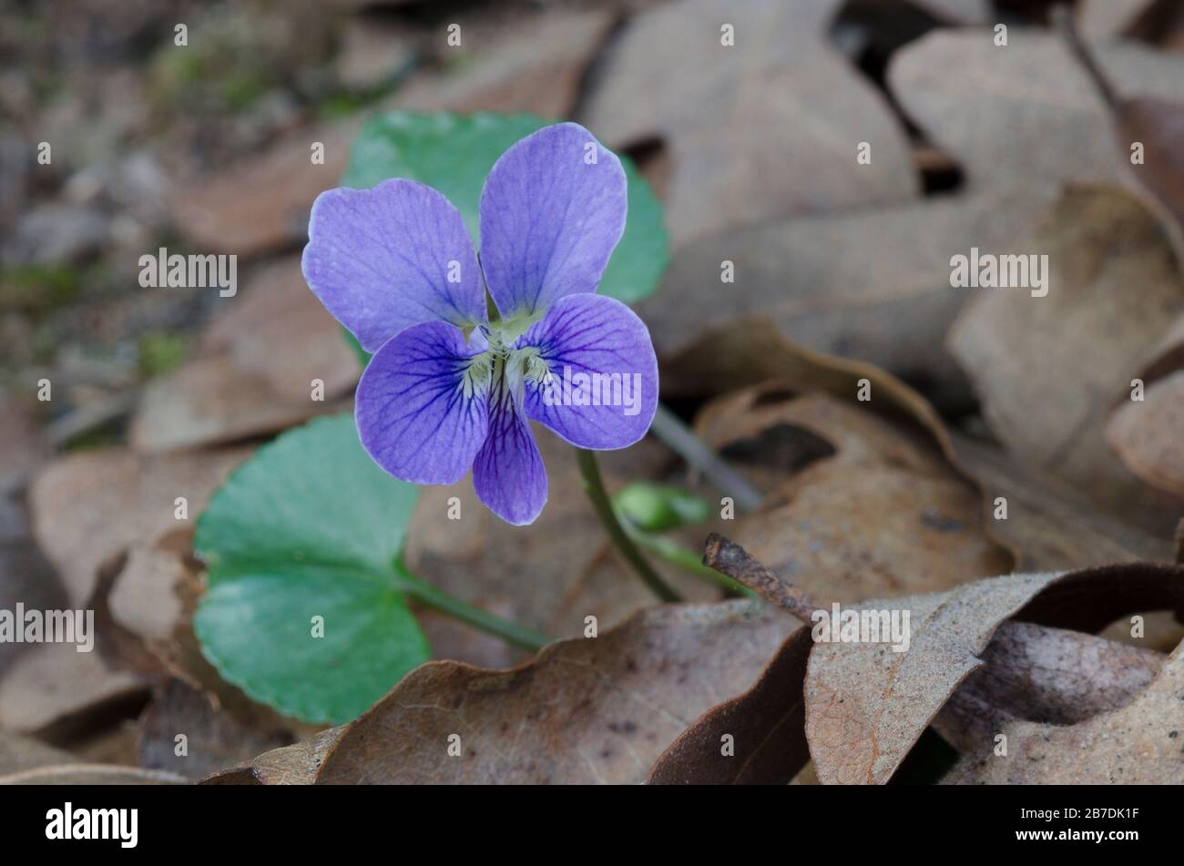 Gewöhnliches Blauviolett, Viola sororia, aufwachsend durch Blattstreu auf Waldboden Stockfoto