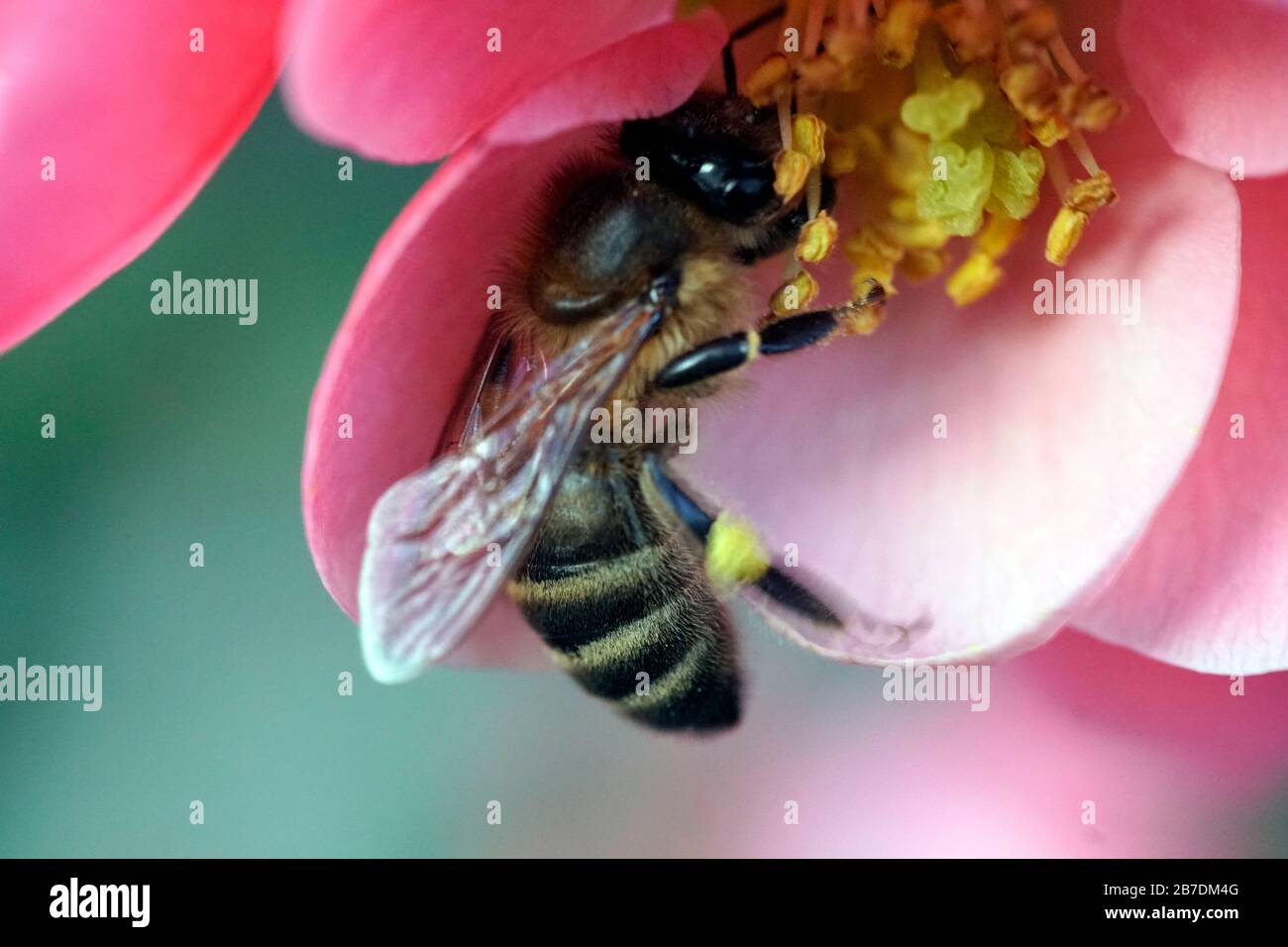 Wespe, die Nektar aus einer roten Blüte mit gelben Pollenröhren sammelt, schließt Makrofoto auf Stockfoto