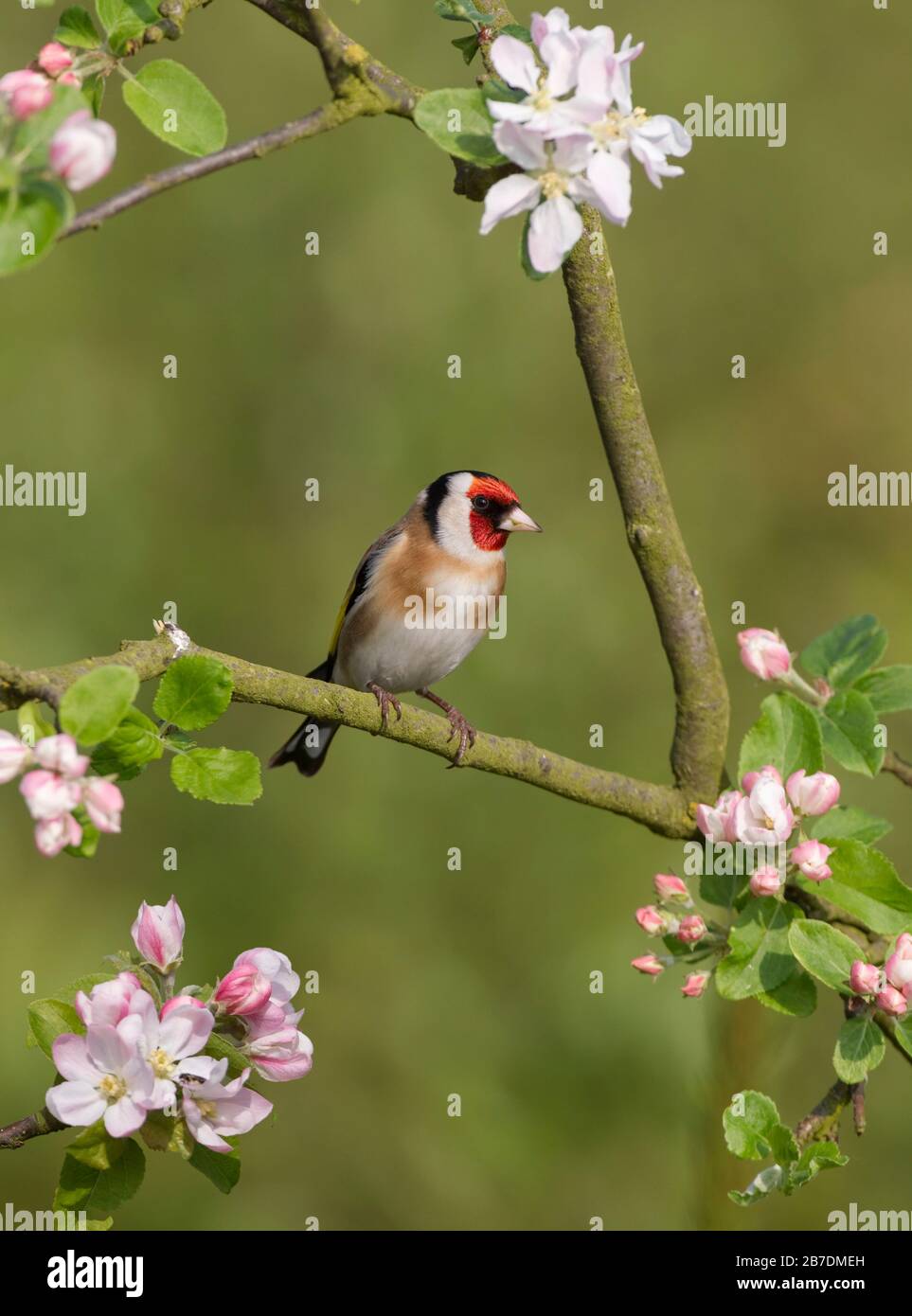 Goldfinch Carduelis Carduelis auf der Frühlingsblüte Stockfoto