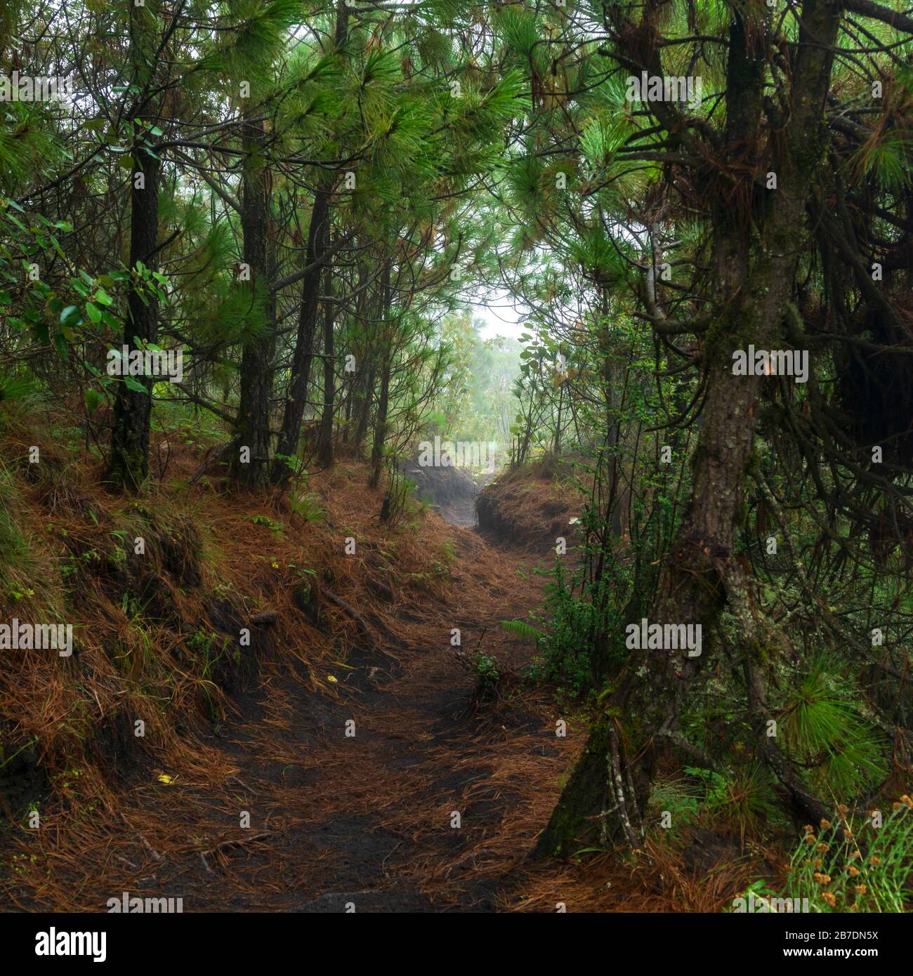 Wanderweg durch dichten Wald auf dem Vulkan Acatenango in Guatemala Stockfoto