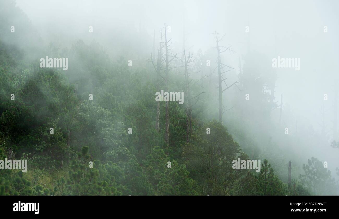 Blick auf die Waldlandschaft mit Wolken und Nebel auf dem Wanderweg zum Vulkan Acatenango in Guatemala, Mittelamerika Stockfoto
