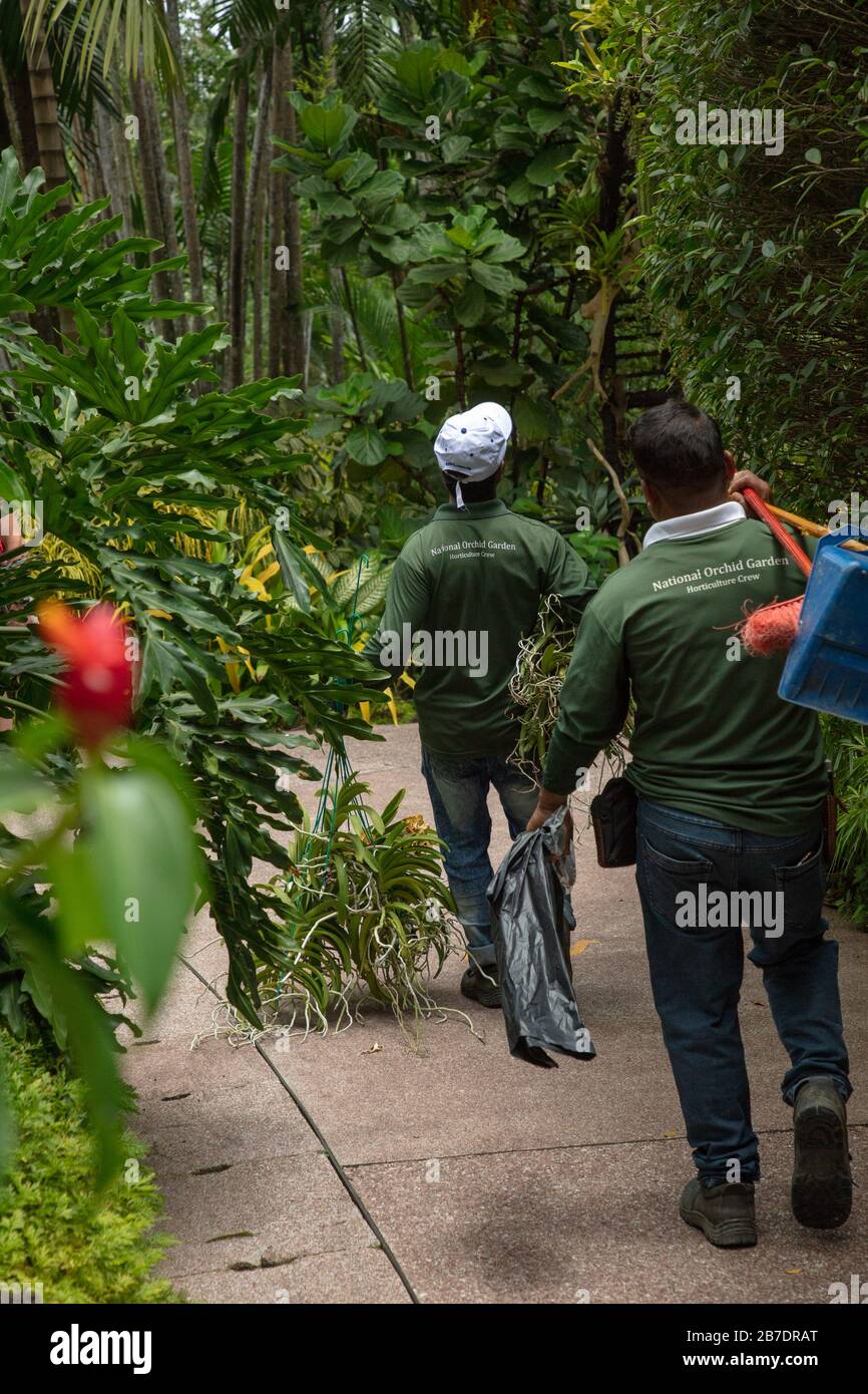 Gärtner bei der Arbeit im Botanischen Garten von Singapur, Stockfoto