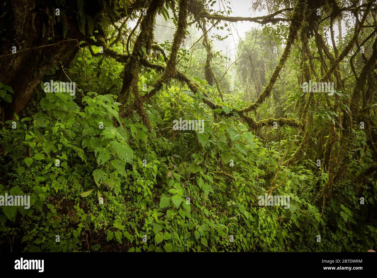 Moody Dschungel Landschaft mit Nebel auf dem Acatenango-Vulkan in Guatemala Stockfoto