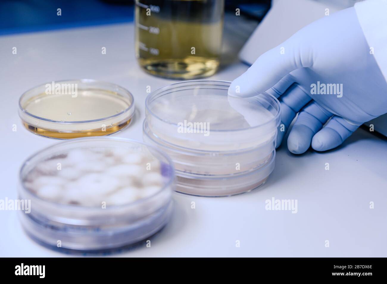Wissenschaftlicher Umgang mit mikrobiologischen Kulturen in einem Petrischalen für die pharmazeutische Biowissenschaftsforschung. Begriff der Wissenschaft, des Labors und der Untersuchung von Unea Stockfoto