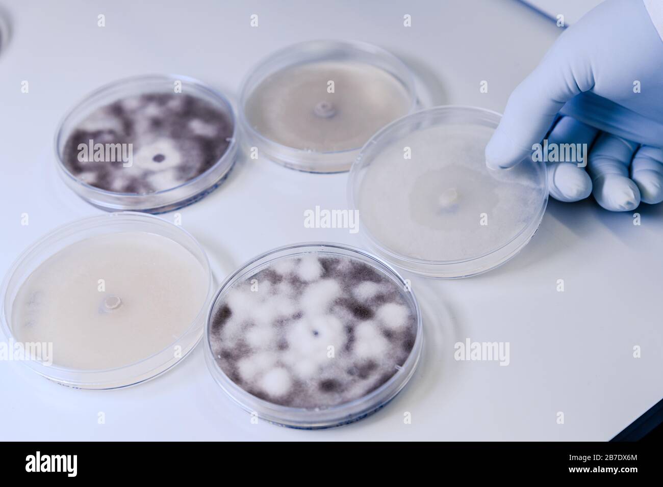 Wissenschaftlicher Umgang mit mikrobiologischen Kulturen in einem Petrischalen für die pharmazeutische Biowissenschaftsforschung. Begriff der Wissenschaft, des Labors und der Untersuchung von Unea Stockfoto