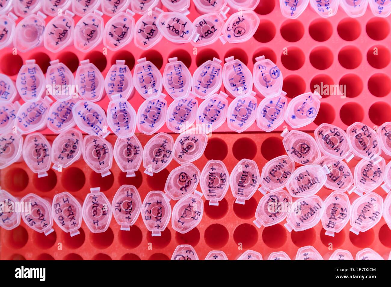 Laborgestell mit Kunststoffröhrchen für DNA-Untersuchungen. DNA-Gel-Beladung. Konzept der Wissenschaft, des Labors und der Erforschung von Krankheiten. Stockfoto
