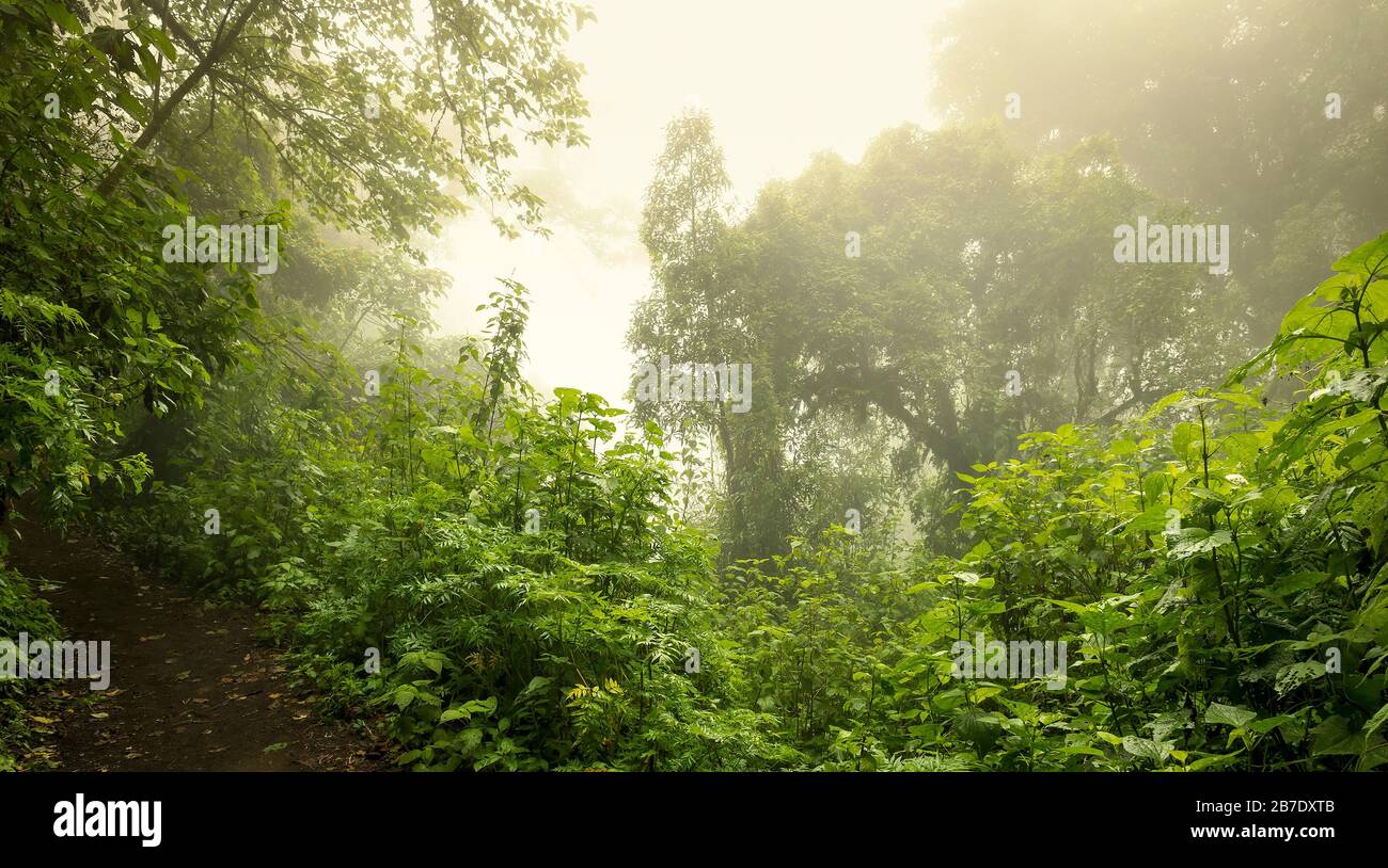 Moody Dschungel Landschaft mit Nebel auf dem Acatenango-Vulkan in Guatemala Stockfoto