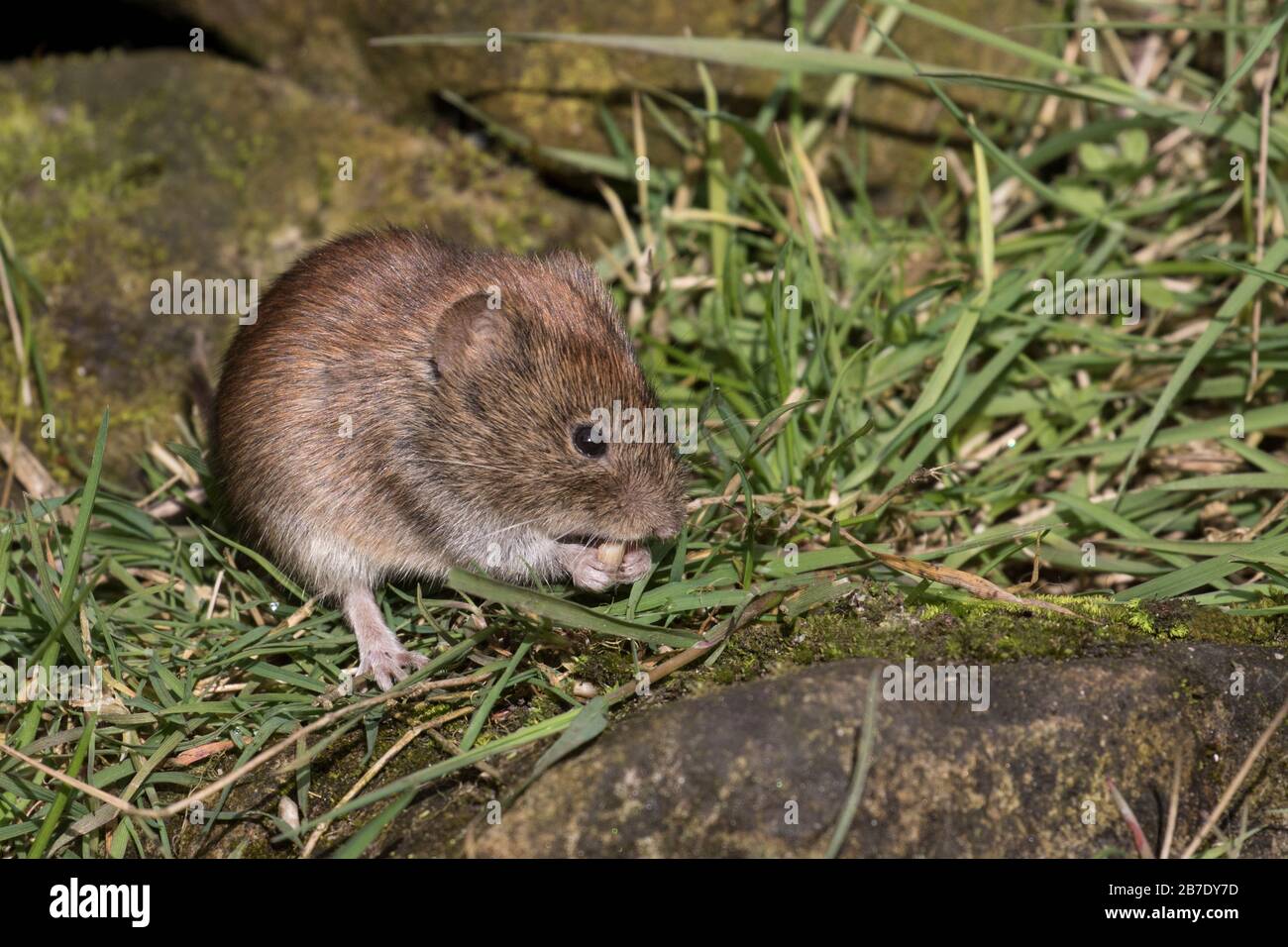 Bank Vole Fütterung Stockfoto