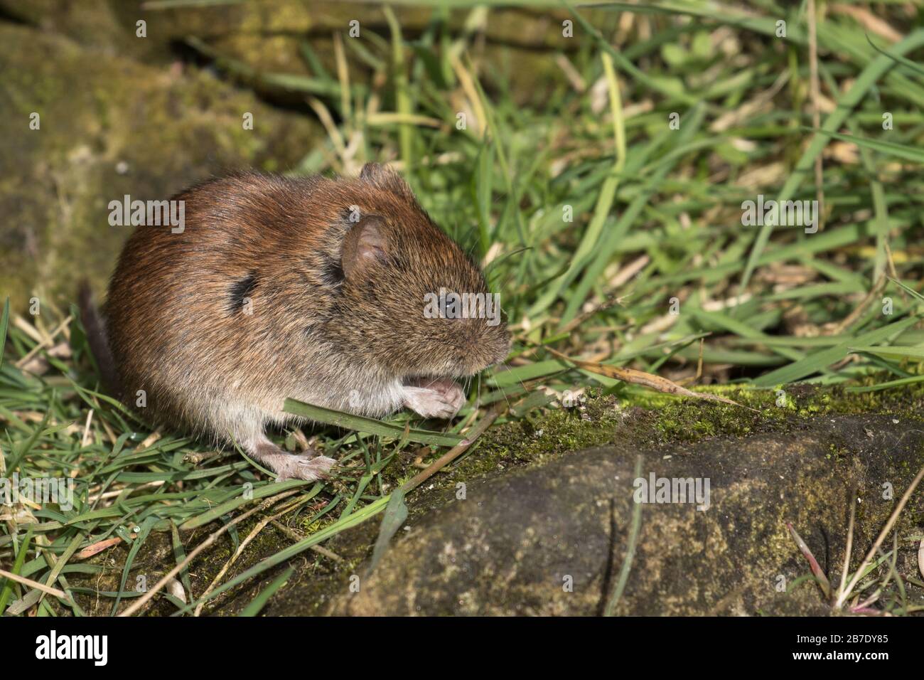 Bank Vole Fütterung Stockfoto