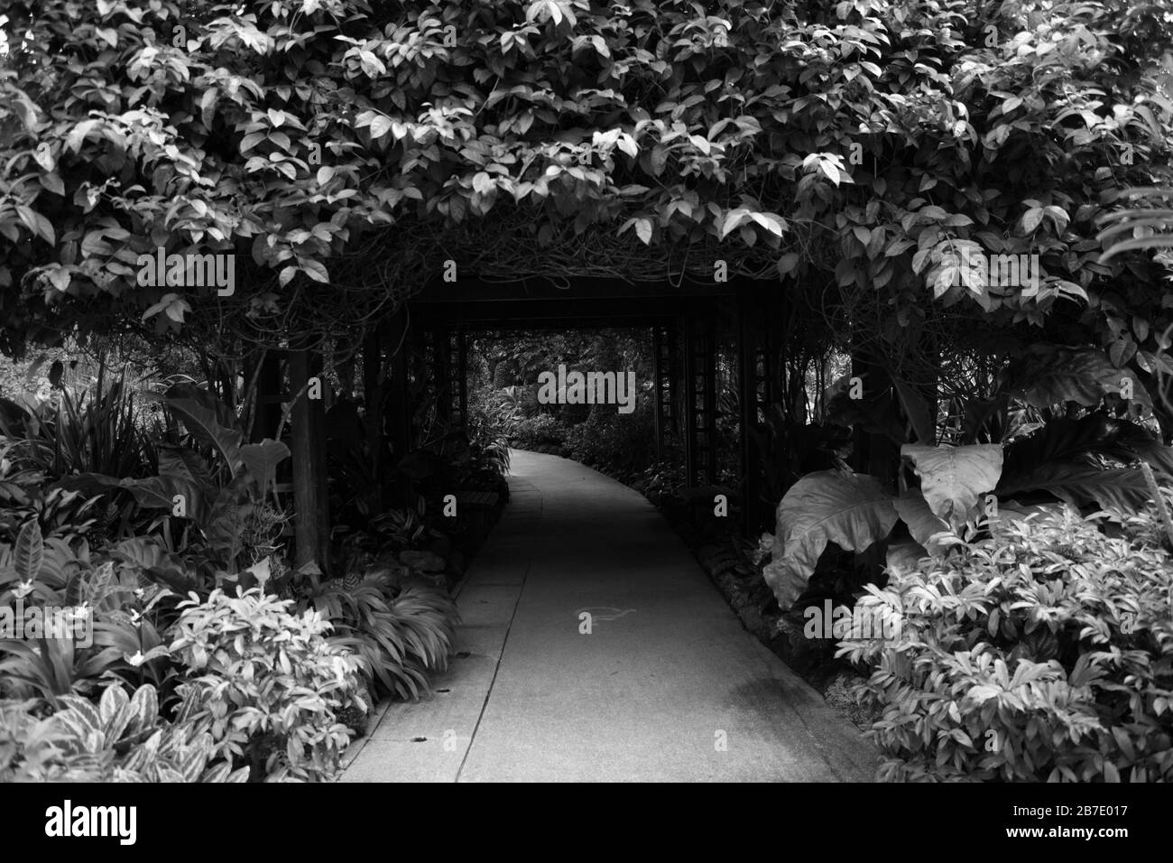 Bogen mit tropischen Pflanzen und Blättern im National Orchid Garden, Singapur. Stockfoto