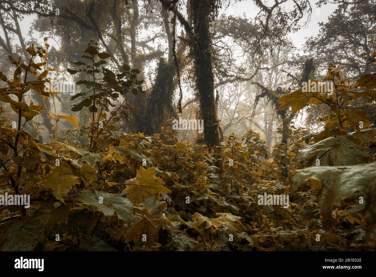 Spoky Fantasy-Waldlandschaft mit verfallenden Reben und Blättern Stockfoto