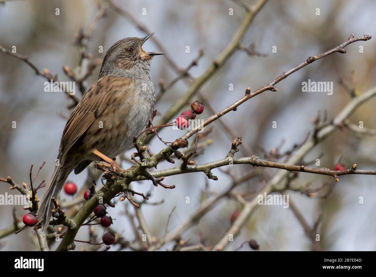 Dunnock in vollem Lied Stockfoto