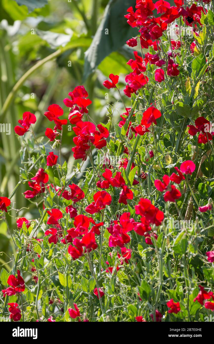 Eine Mischung aus roten süßen, in der Sonne aufblühenden Peis-Blumen Stockfoto