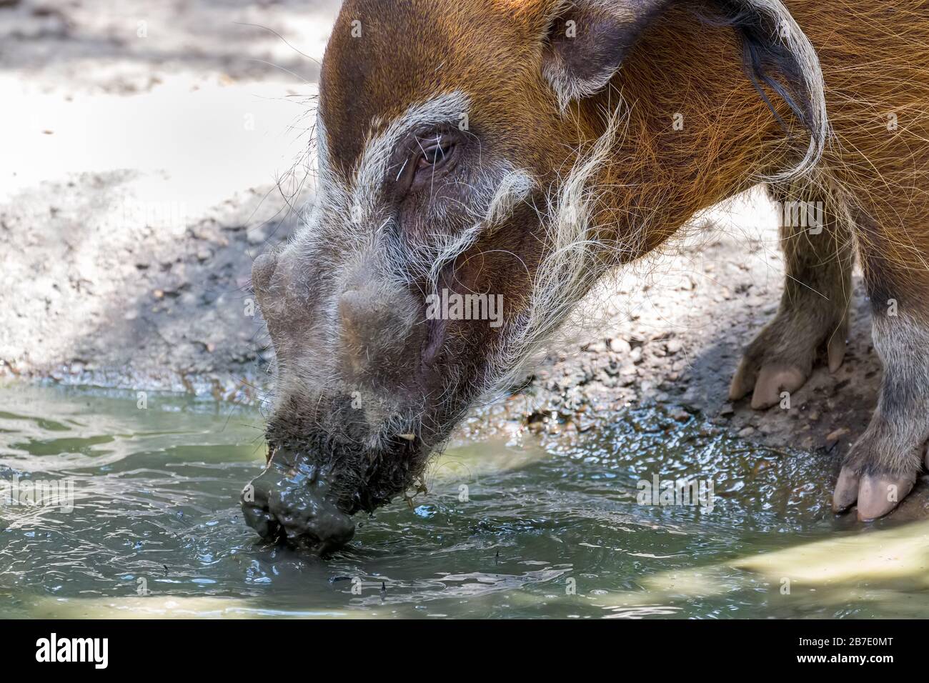 Red River Hog (Potamochoerus porcus), der aus einem Wasserloch trinkt Stockfoto
