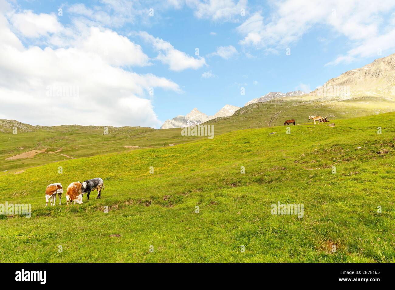 Kühe und Pferde weiden in den Bergen Stockfoto