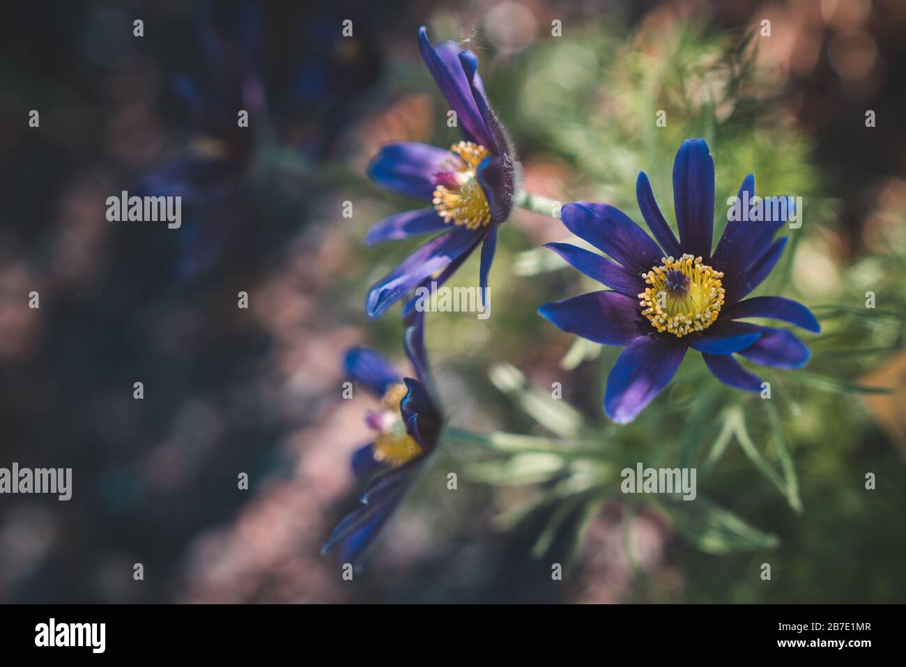 Urple violette Blumen: Pulsatilla Montana oder Mountain Pasque Blumen Stockfoto