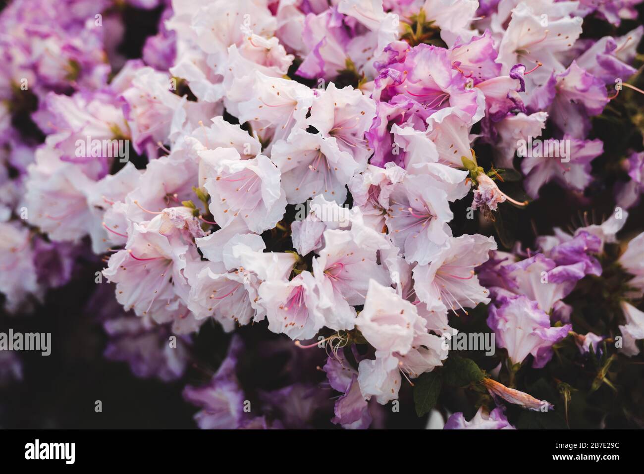 Weiße und violette, schattige Blumen: Azalea Rosa Belton (Rhodendron Wardii) Stockfoto