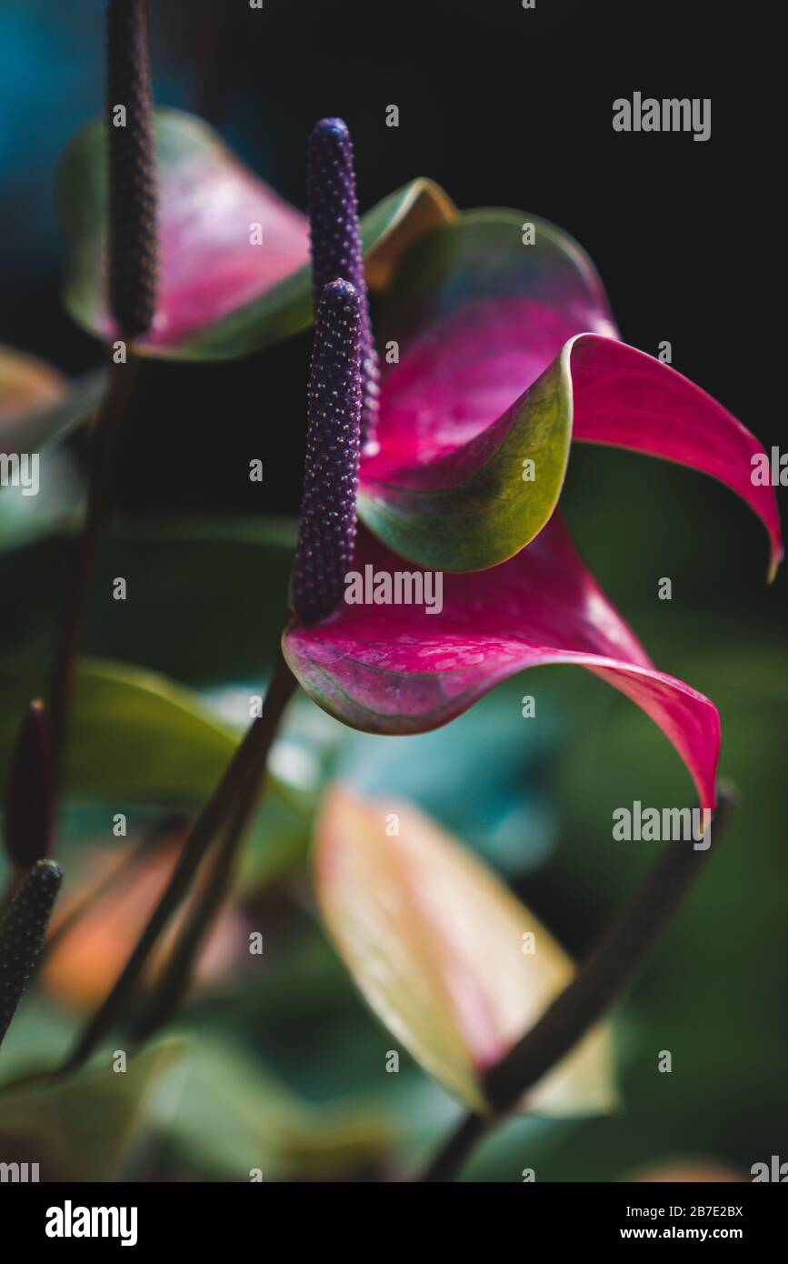 Exotische Blumen und Pflanzen: Heliconia illustris 'Aureostriata' Stockfoto